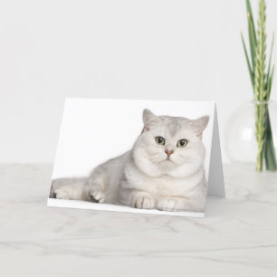 Carte British Shorthair (2 ans) devant