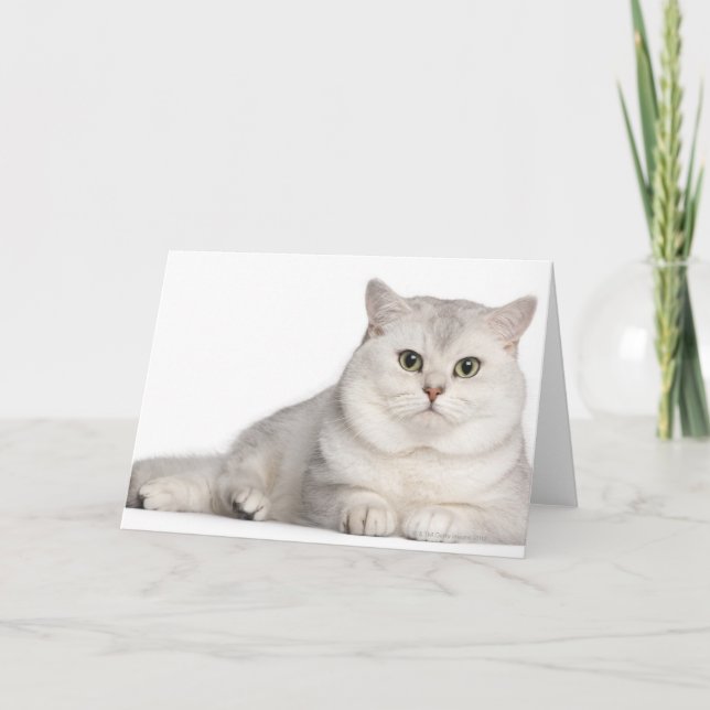 Carte British Shorthair (2 ans) devant (Devant)