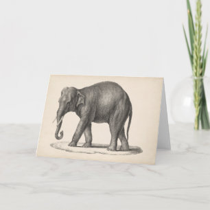 Carte Brodtmann Elephant Sketch