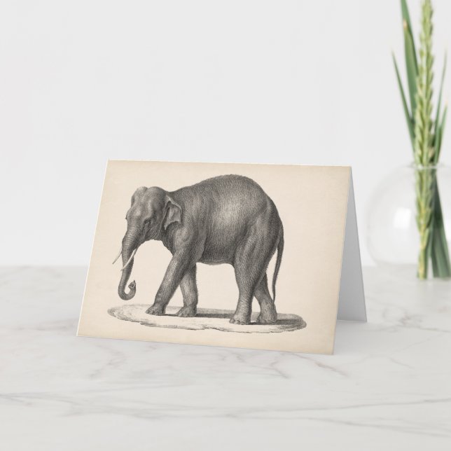 Carte Brodtmann Elephant Sketch (Devant)