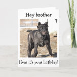 CARTE BROTHER-ITALIAN CANE CORSO<br><div class="desc">THIS ITALIAN CANE CORSO IS READY TO SAY "JOYEUX ANNIVERSAIRE DE YOUR BROTHER !"</div>