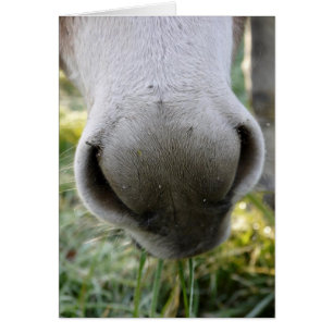 Carte brouillée de nez