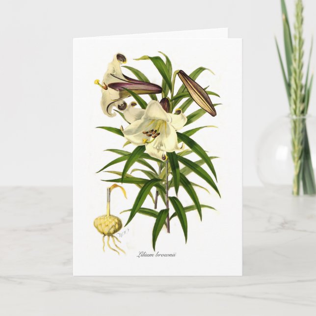 Carte Brownii de Lilium (Devant)