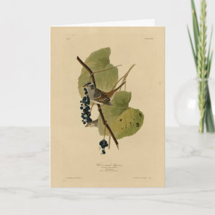Carte Bruant à couronne blanche - Audubon's Birds of Ame