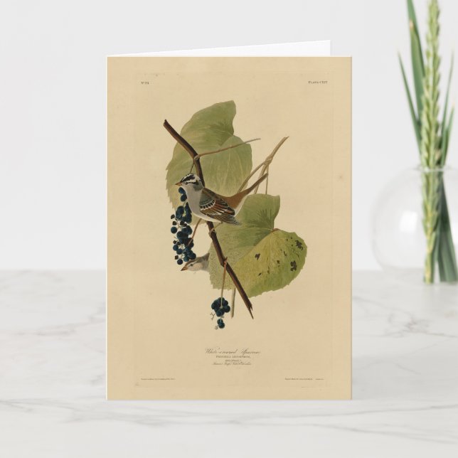 Carte Bruant à couronne blanche - Audubon's Birds of Ame (Devant)
