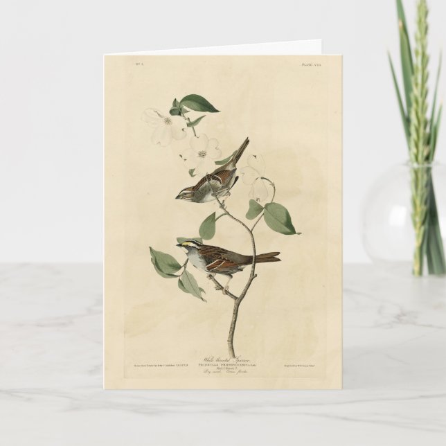 Carte Bruant à gorge blanche, Oiseaux d'Amérique d'Audub (Devant)