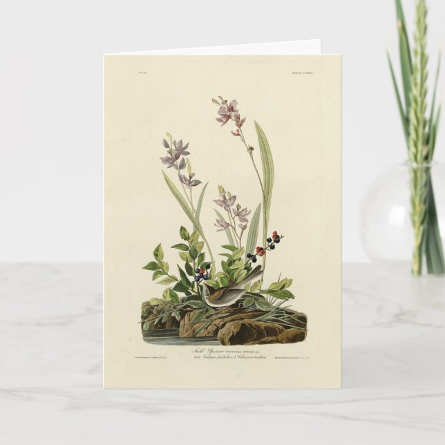 Carte Bruant de champ des oiseaux d'Amérique d'Audubon (Devant)