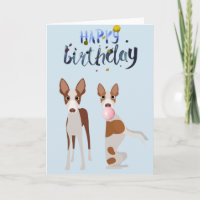 Bubblegum de chien de race Ibizan Hound pour anniv