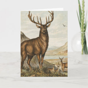Carte Buck et Deer