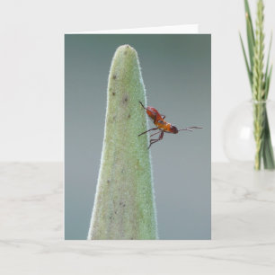 Carte Bug Nyph