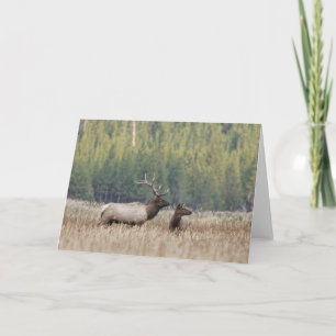 Carte Bull Elk dans le pré Parc national de Yellowston