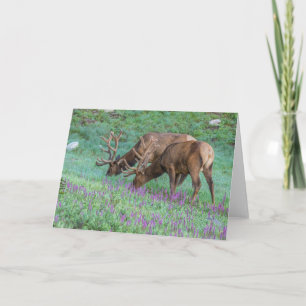 Carte Bull Elks Rocky Mountain National Park, Colorado