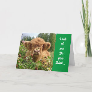 Carte BULL EST SÉRIEUX ET DIT "HEUREUX 70ème ANNIVERSAIR