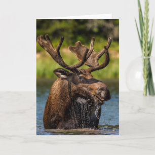 Carte Bull Moose Parc national du Glacier Montana