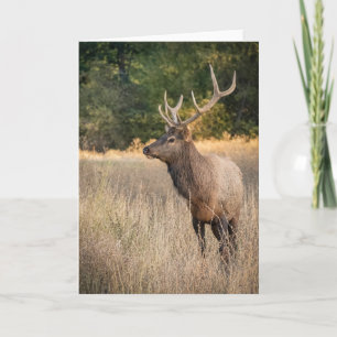 Carte Bull Roosevelt Elk in grass Washington State