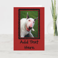 Bull-terrier anglais