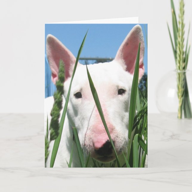 Carte Bull-terrier anglais mignon (Devant)