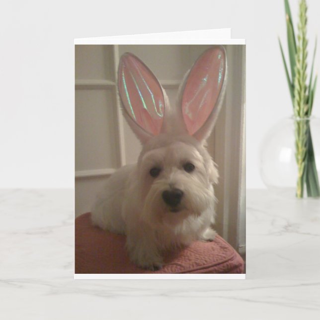 Carte Bunny Westhighland (Devant)