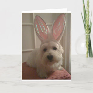 Carte Bunny Westhighland