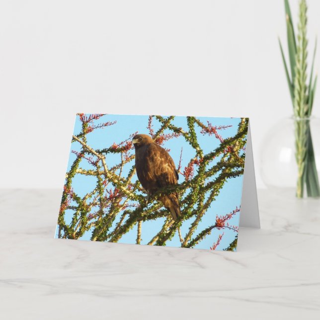 Carte Buse à queue rousse immature dans un buisson d'oco (Devant)