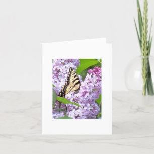 Carte Butterfly Feeding Greeting Card