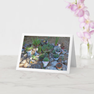 Carte Cactus et rockerie Plante Succulente