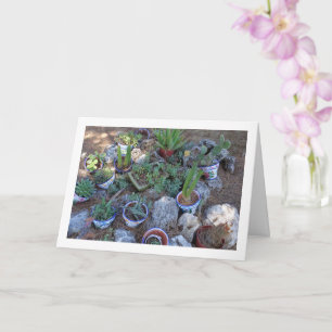 Carte Cactus et rockerie Plante Succulente