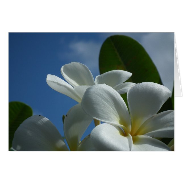 Carte cadeau Plumeria (Devant Horizontal)