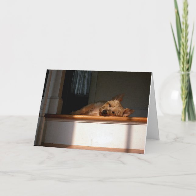 Carte Cairn Terrier (Devant)