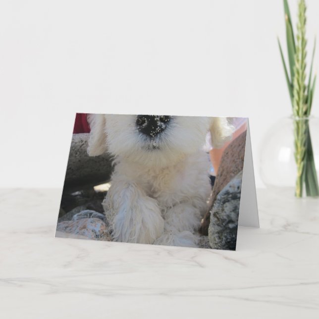 Carte Cake I Smell Fun Custom Cute Goldendoodle chip (Devant)