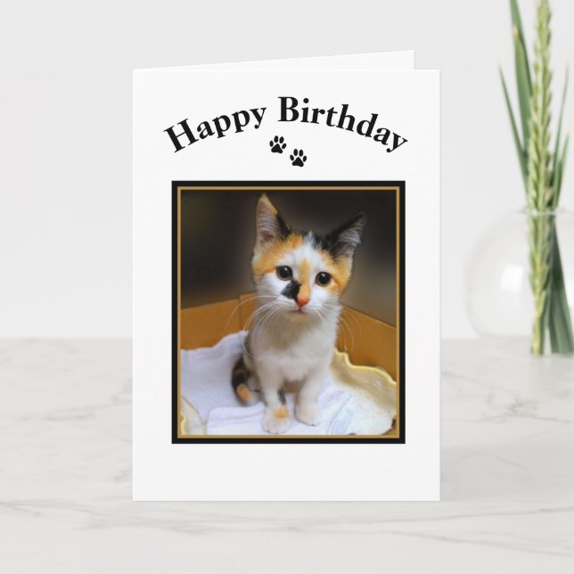 Carte Calico Kitten Joyeux anniversaire (Devant)