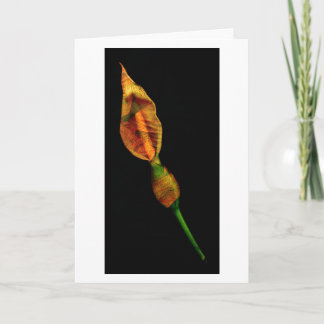 Carte Calla Lilly