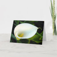 Calla Lily