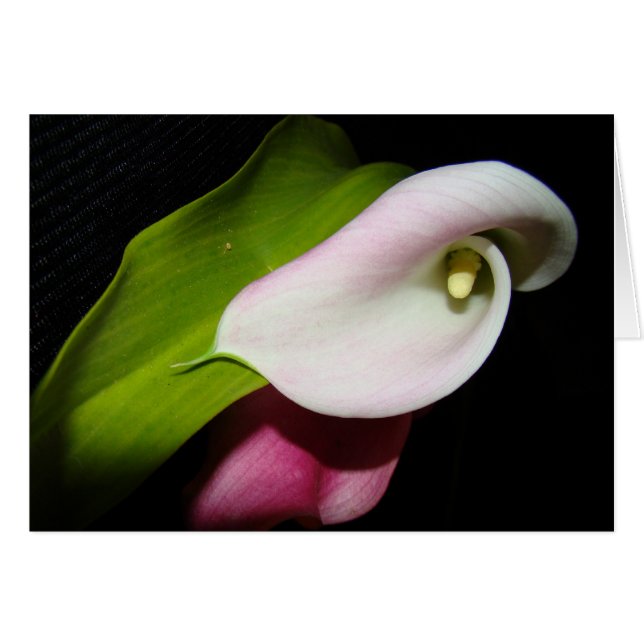 Carte Calla Lily (Devant Horizontal)
