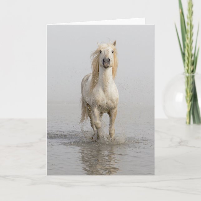 Carte Camargue Horse Running in Water (Devant)