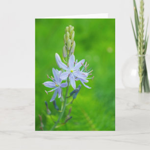Carte Camas bleu vierge