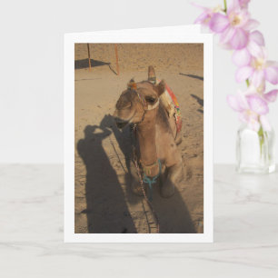 Carte Camel en photo