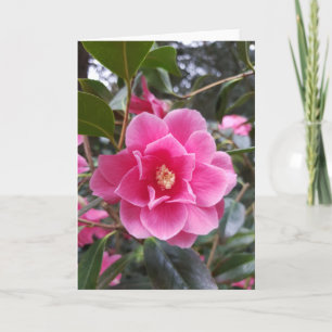 Carte Camellia dans le parc