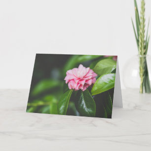 Carte Camellia Japonica