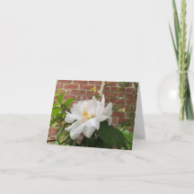 Carte Camellia (vide)