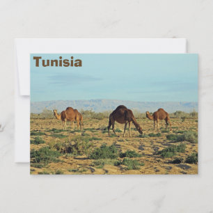 Carte Camels, Tunisie