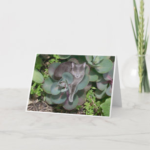 Carte Camouflage