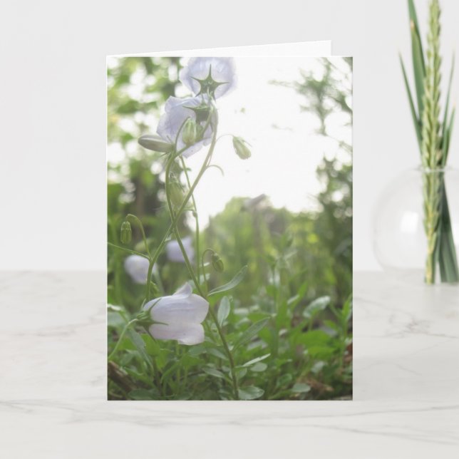 Carte Campanula (Devant)