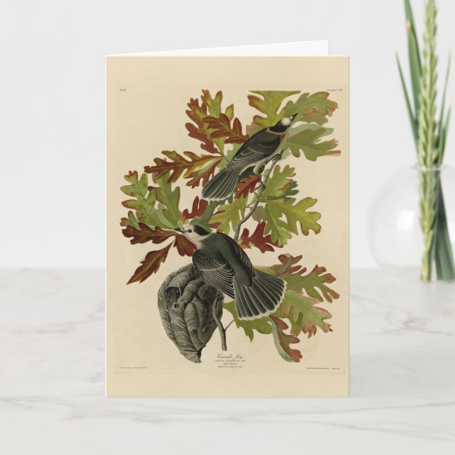 Carte Canada Jay (Grey Jay) - Audubon's Birds of America (Devant)