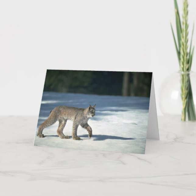 Carte Canada lynx sur neige (Devant)