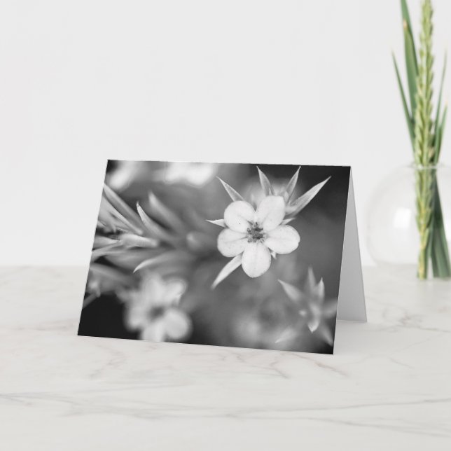 Carte Canadian Plum Flower (Devant)