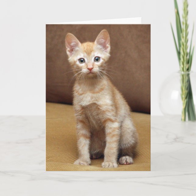 Carte Canapé Ginger (Devant)