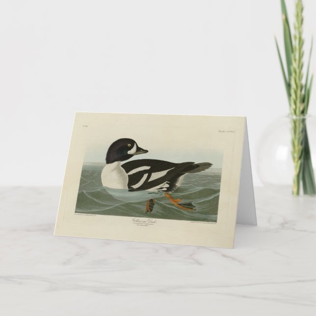 Carte Canard à oeil d'or des oiseaux d'Amérique d'Audubo (Devant)