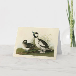 Carte Canard à tête de buffle des oiseaux d'Amérique d'A