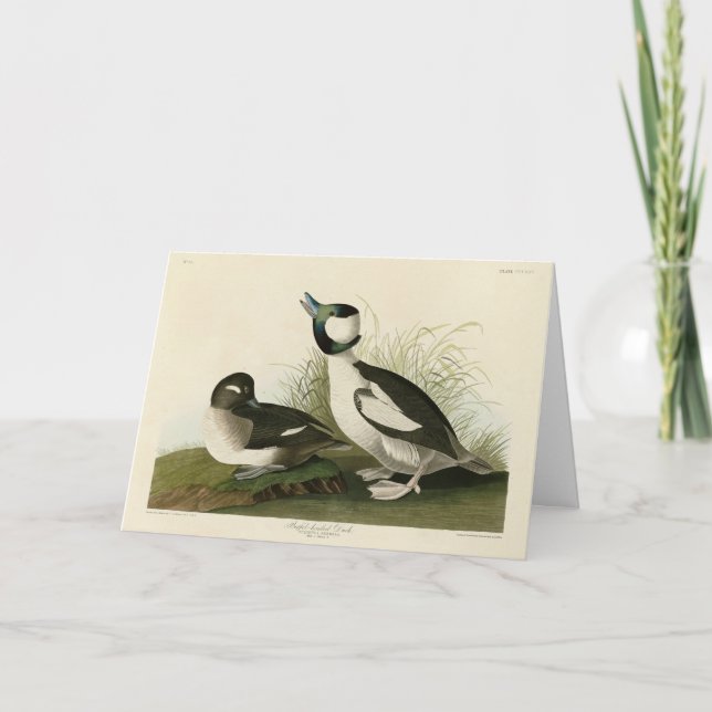 Carte Canard à tête de buffle des oiseaux d'Amérique d'A (Devant)